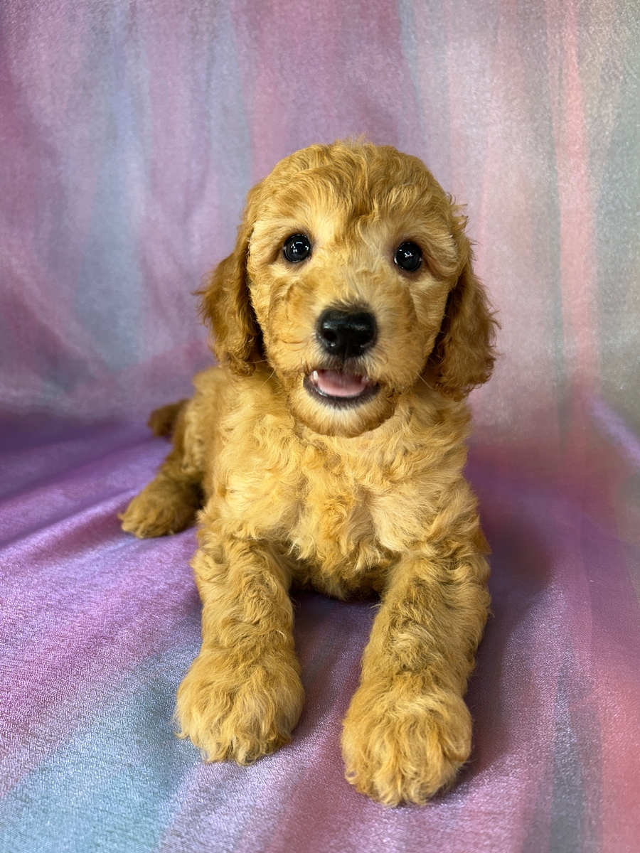 Male Mini Golden Doodle Puppy for Sale DOB 5-3-2026 $1200